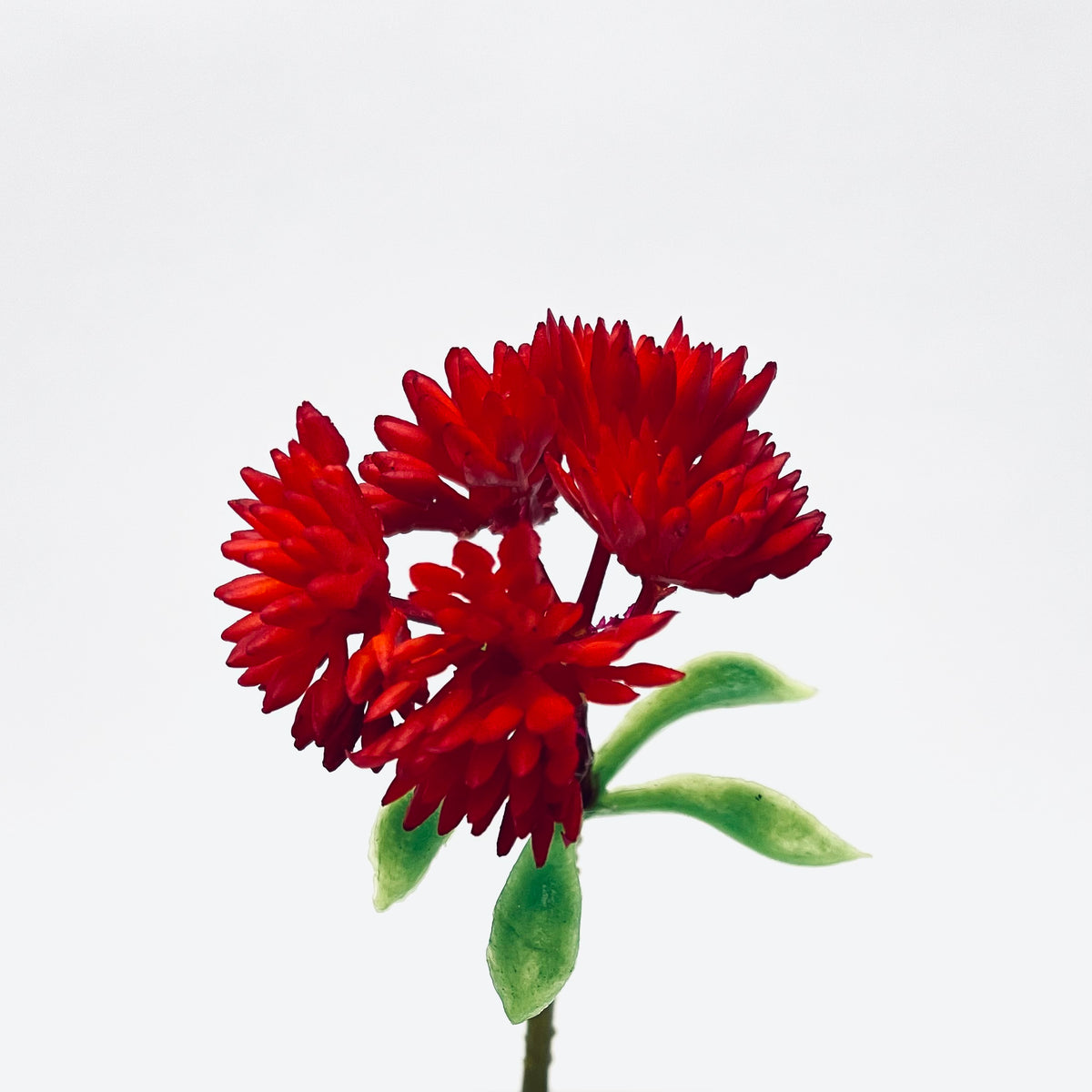 Sedum Spray Red