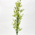 Gypsophila (Baby's Breath) Spray