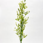 Gypsophila (Baby's Breath) Spray