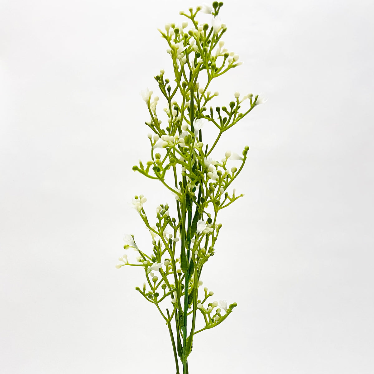 Gypsophila (Baby's Breath) Spray