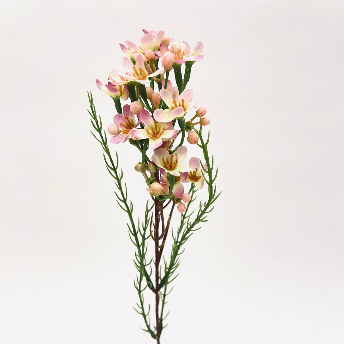Geraldton Wax Flower Spray Pink