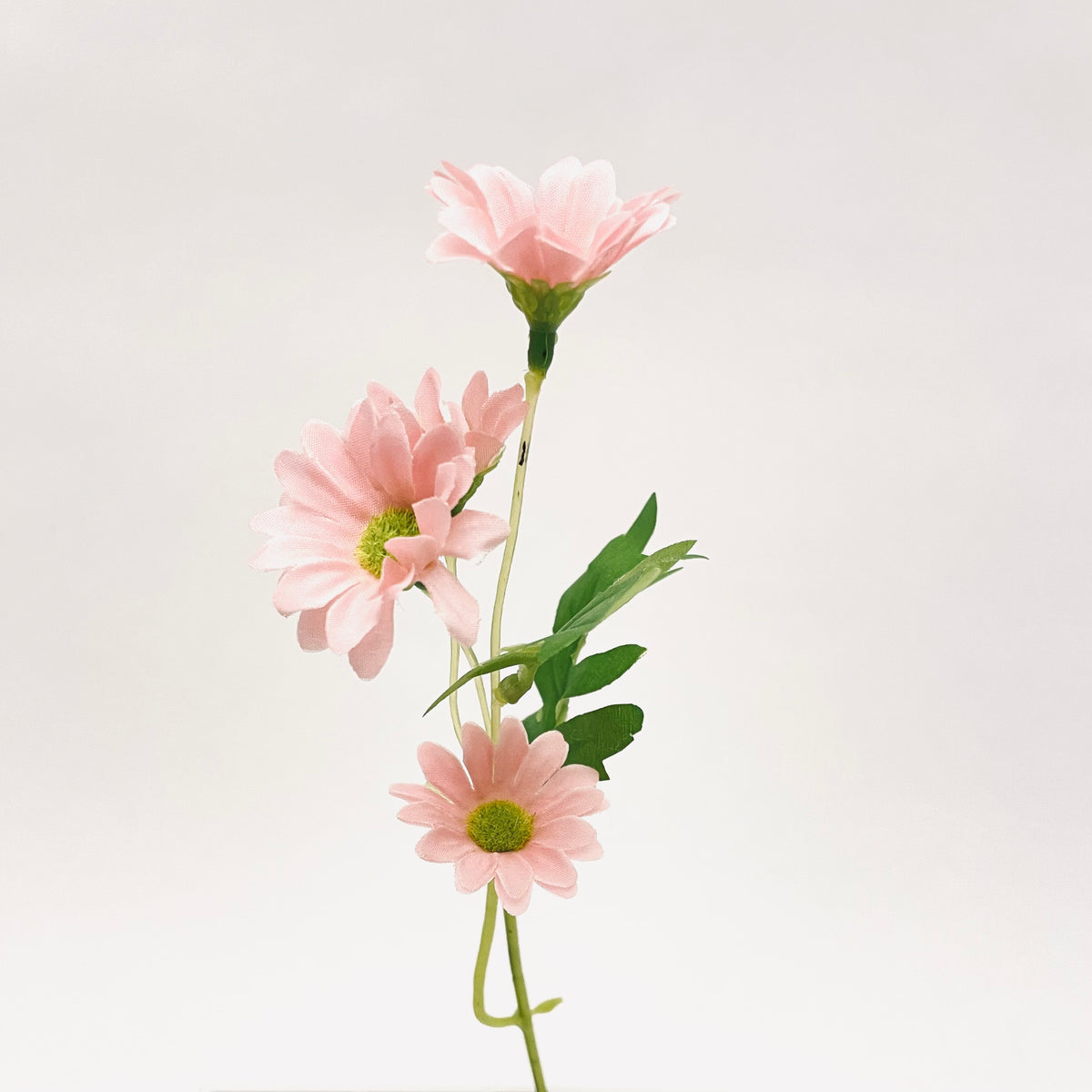 Daisy Spray Pink