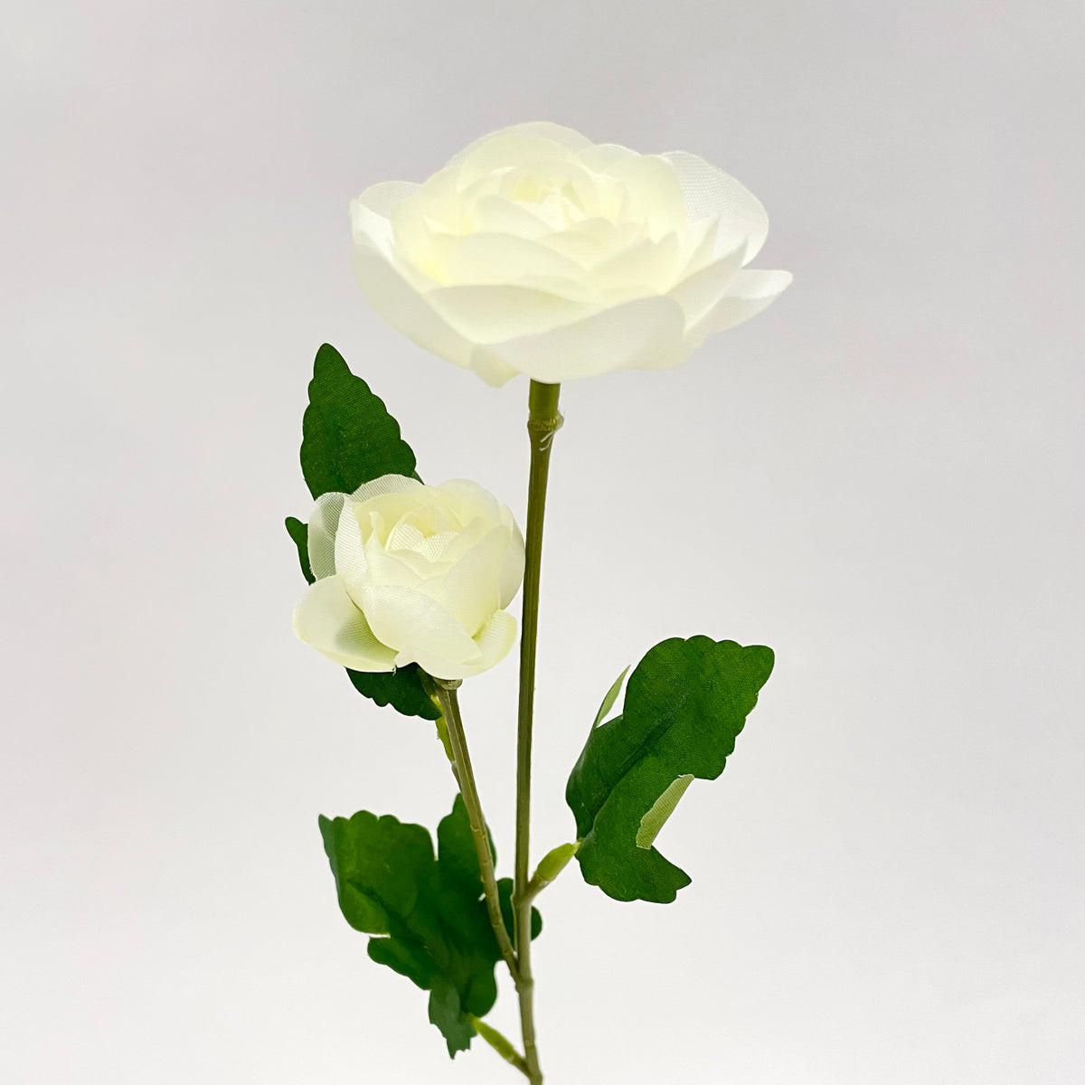 Ranunculus Flower - White