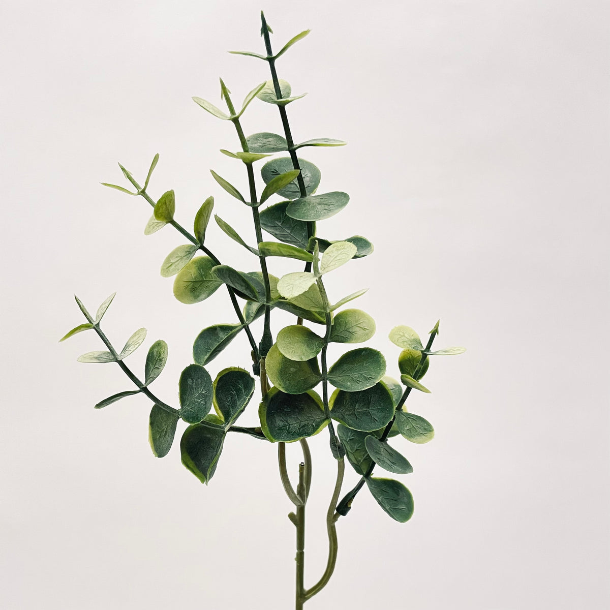 Eucalyptus Leaf Sprig Green Grey