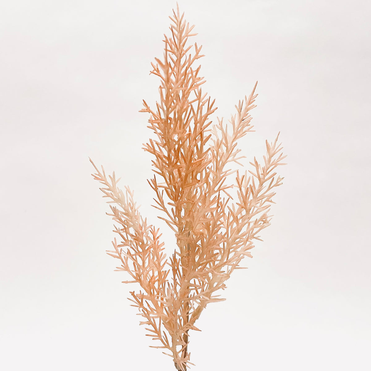 Cypress Fern Leaf