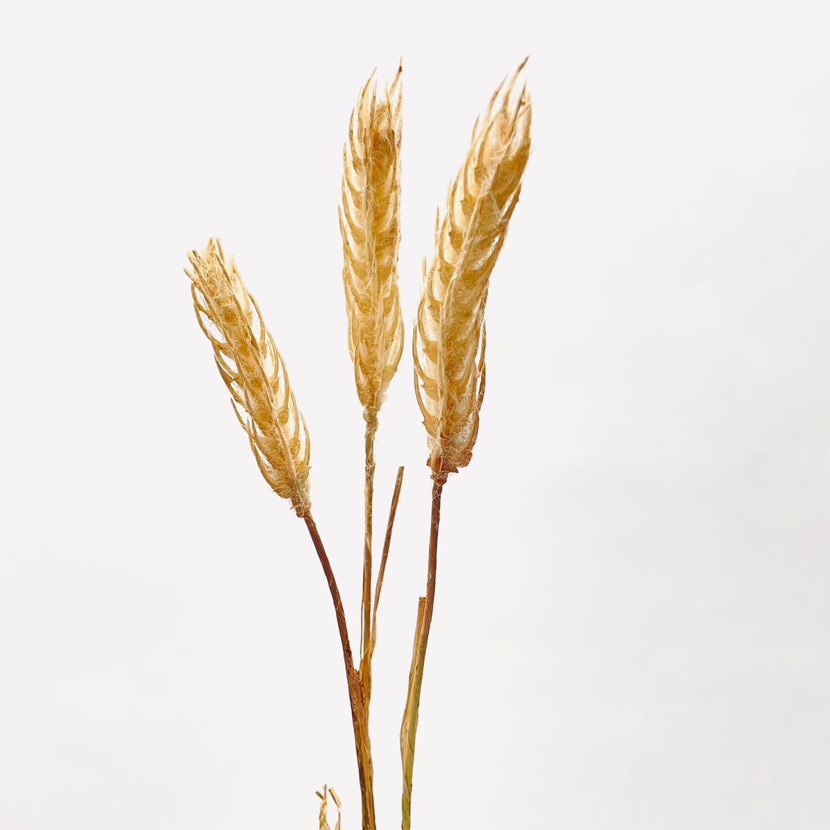 Wheat Head (Bunch of 3)