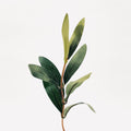 Olive Tree Sprig